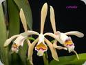 Cattleya iricolor